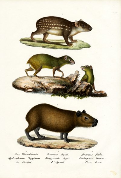 Capybara, 1824 - Karl Joseph Brodtmann